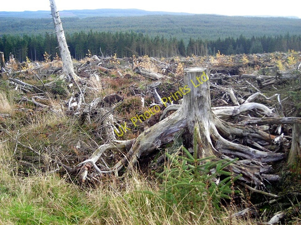 Photo 6"x4" Tree stumps in Newcastleton Forest Whithaugh c2007