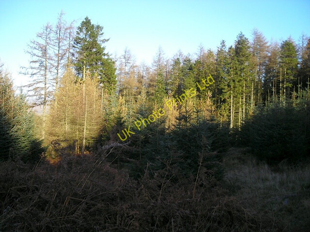 Photo 6"x4" Trees in Newcastleton Forest Whithaugh c2007