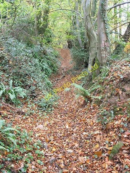 Photo 6"x4" Path climbing steeply through woodland on Howle Hill Bull's Hill\/SO5920 c2007