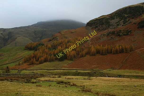 Photo 6"x4" Small Plantation on the Southern Side of Mickleden Langdale Fell\/NY2706 c2007