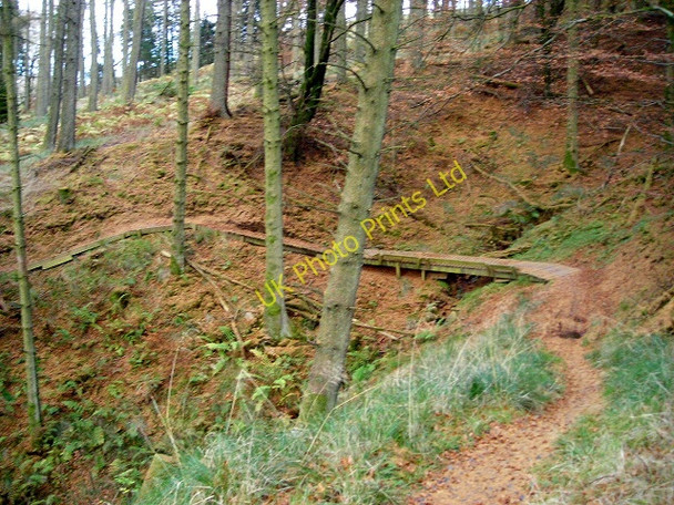 Photo 6"x4" Cycle Trail in Newcastleton Forest Greens\/NY4886 c2007