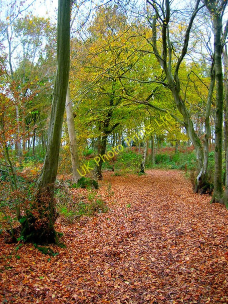 Photo 6"x4" Abbots Wood Caneheath c2007