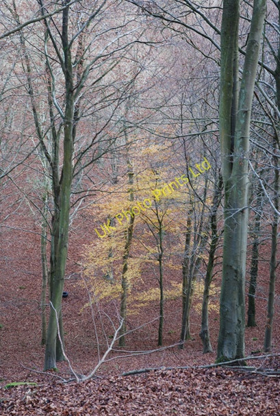 Photo 6"x4" Solitary yellow tree in Melbury Wood East Melbury c2007