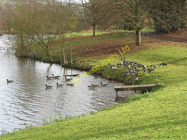 Photo 6"x4" Canada Geese enjoying the afternoon sun Bromsash c2007