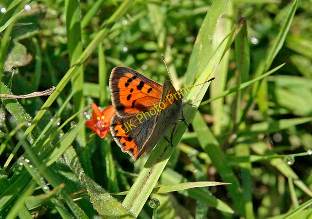 Photo 6"x4" Small Copper Butterfly, nr Tendera Flushing\/SW7825 c2007
