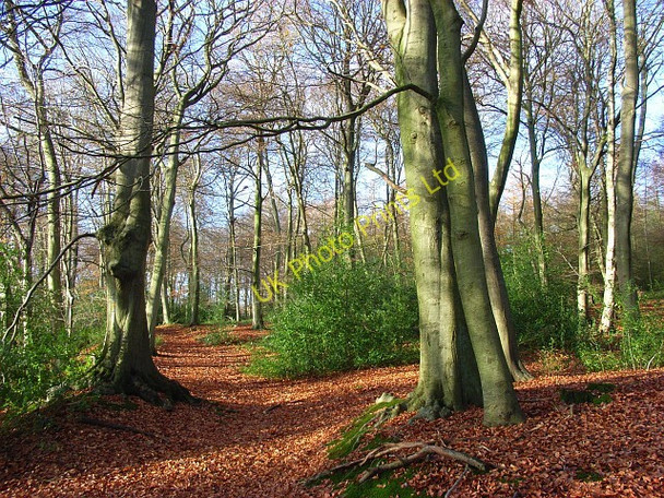 Photo 6"x4" Lambridge Wood Broadplat c2007