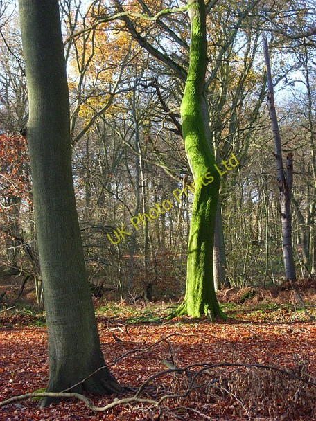Photo 6"x4" Lambridge Wood Broadplat c2007