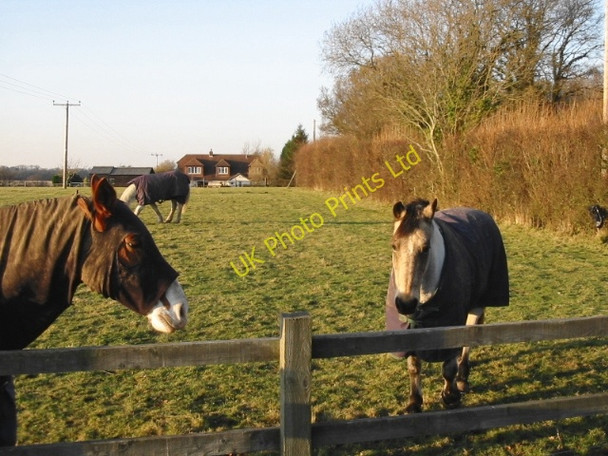 Photo 6"x4" Horses in paddock on Singledge Lane Coldred c2007