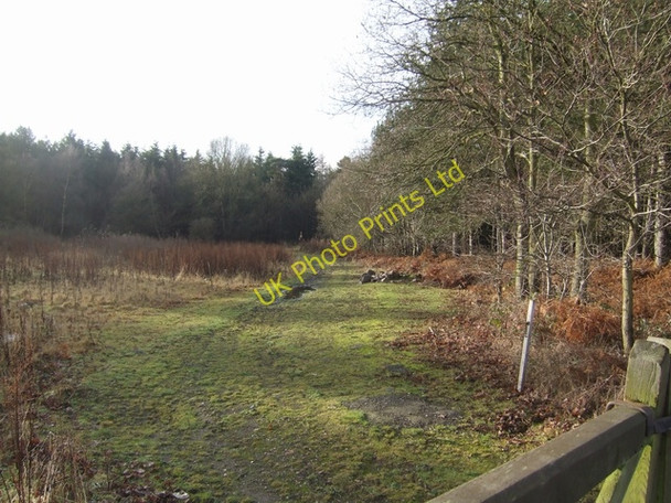 Photo 6"x4" Somerford Wood Crateford\/SJ9009 c2007