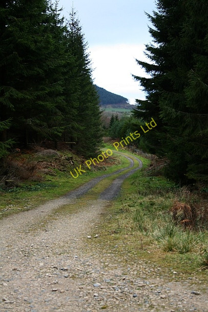 Photo 6"x4" Forest Track Under Greenhow Bank Urra c2007