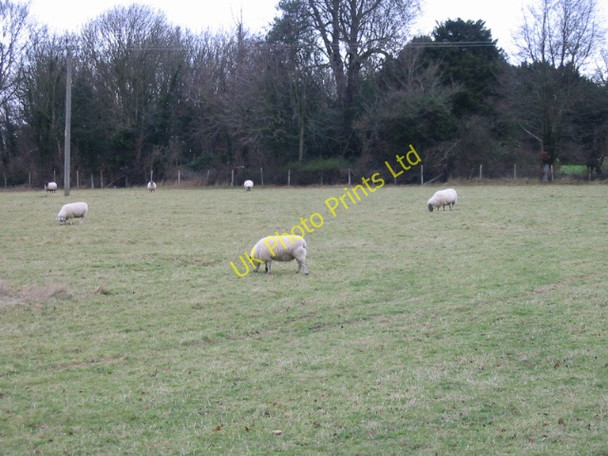 Photo 6"x4" Grazing sheep Barham\/TR2050 c2007