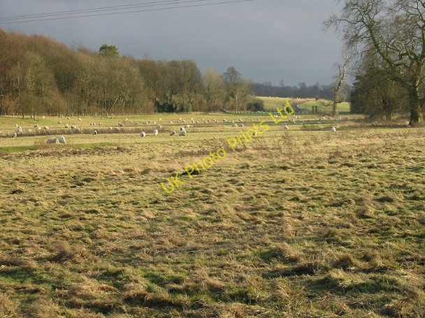 Photo 6"x4" Winter sun on the sheep in Bourne Park Bishopsbourne c2007