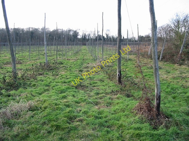 Photo 6"x4" Hop fields Bishopsbourne c2007