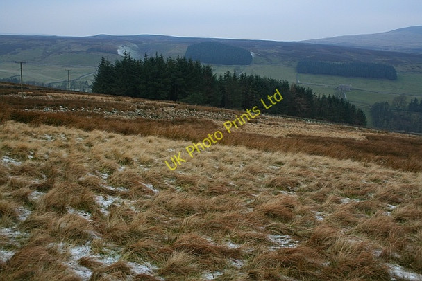 Photo 6"x4" Small Plantation on Fleensop Moor Horsehouse c2007