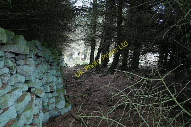 Photo 6"x4" Small Plantation on Fleensop Moor (2) Horsehouse c2007