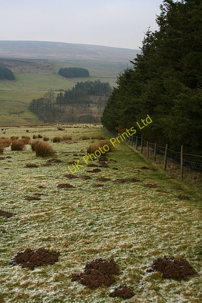 Photo 6"x4" Plantation Boundary on Fleensop Moor. Horsehouse c2007