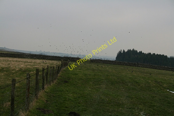 Photo 6"x4" Rook Problem at Fleensop Horsehouse c2007