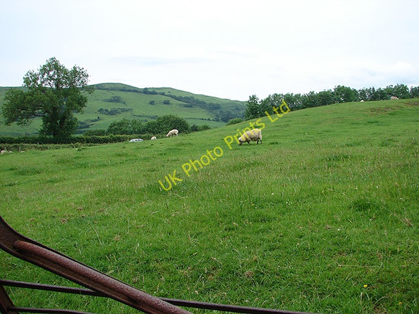 Photo 6"x4" Sheep grazing at Abergwydol Abercegir c2007