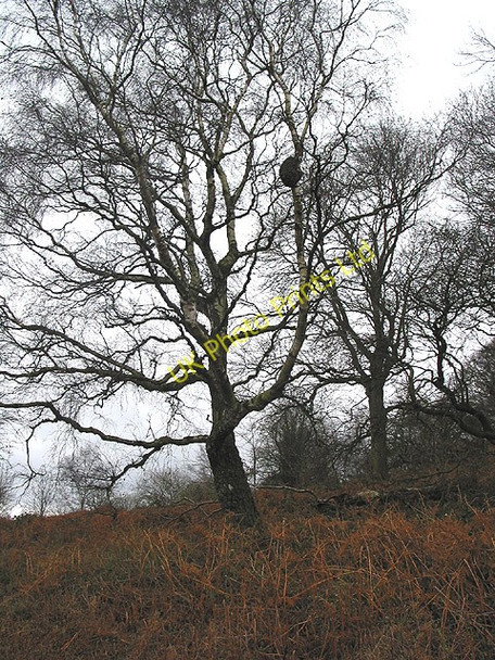 Photo 6"x4" Winter birches on Midsummer Hill Hollybush\/SO7636 c2008