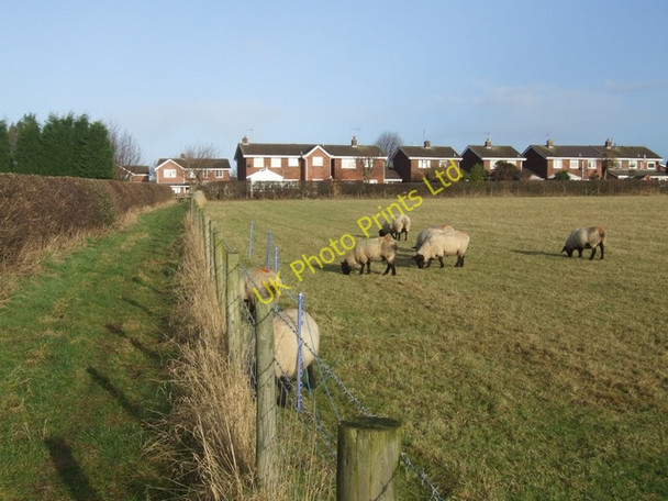 Photo 6"x4" Sheep grazing beside the footpath Perton\/SO8699 c2008