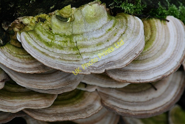 Photo 6"x4" Fungus on Dead Wood Storiths c2008