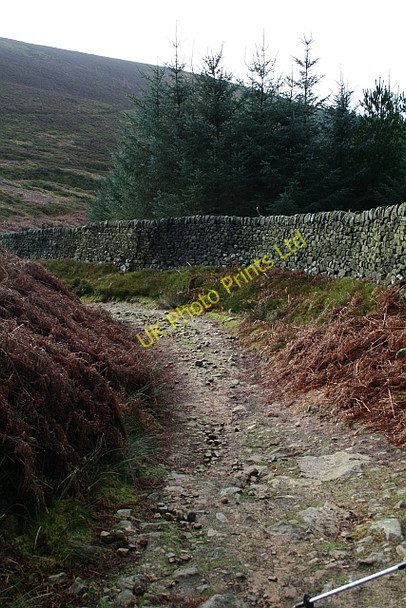 Photo 6"x4" Forestry track beneath Earl Seat Howgill\/SE0659 c2008