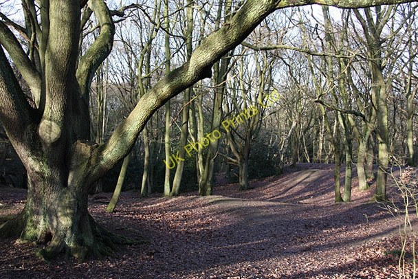 Photo 6"x4" Hampstead Heath, North End Hampstead\/TQ2685 c2008