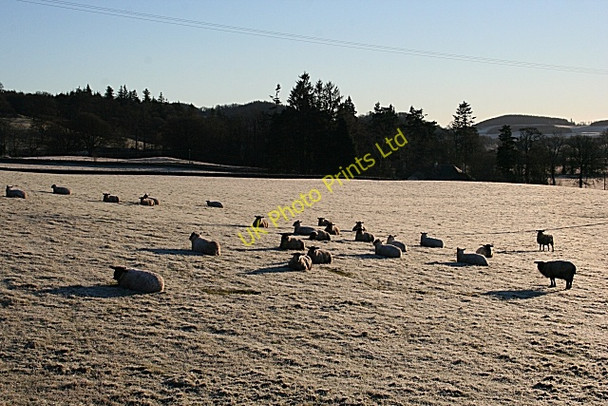 Photo 6"x4" Sheep in the Frost Fordie\/NN7922 c2008
