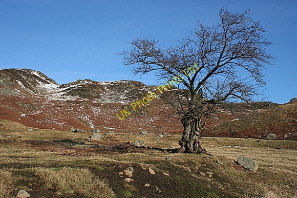 Photo 6"x4" Isolated Tree Invergeldie c2008