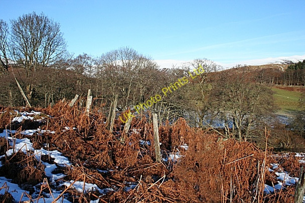 Photo 6"x4" Old Fence, Glen Lednock Comrie\/NN7722 c2008