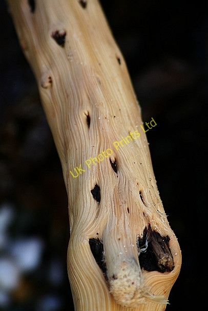 Photo 6"x4" Driftwood on Saddell Beach Saddell c2008