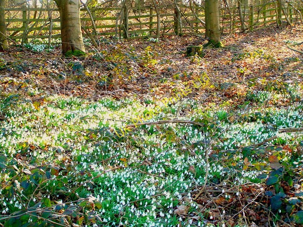 Photo 6"x4" Snowdrops by the path to Normanton Church Normanton\/SK9306 c2006