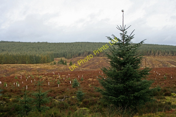 Photo 6"x4" Recent replanting in Kielder Binky Burn c2008