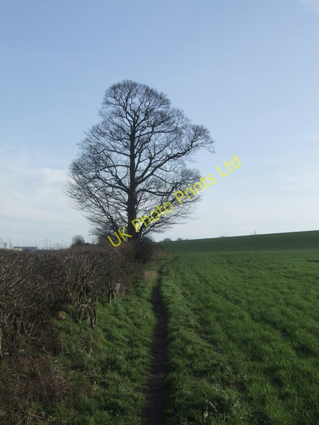 Photo 6"x4" Tree on the Forest of Mercia Way Cannock c2008