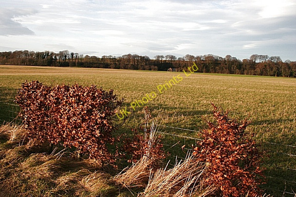 Photo 6"x4" Hedgerow at Dipple Fochabers c2008