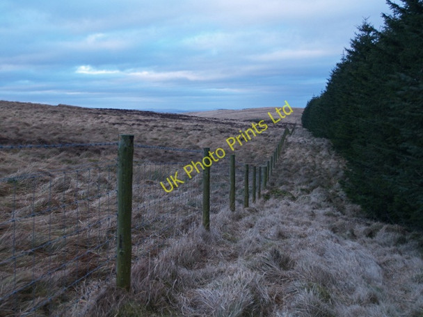 Photo 6"x4" Forest edge, Dod Rig Skelfhill c2008