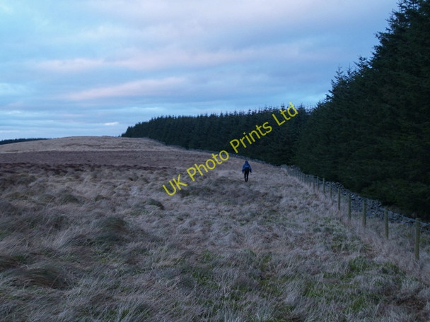 Photo 6"x4" Forest edge, Rowantree Knowe Skelfhill c2008