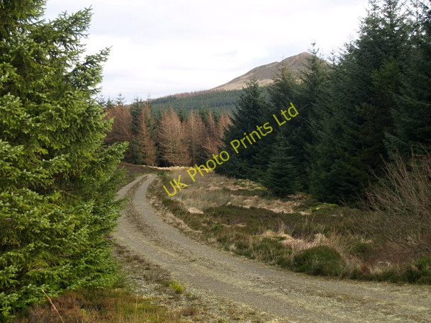 Photo 6"x4" Forest road, Hawkhass Skelfhill c2008