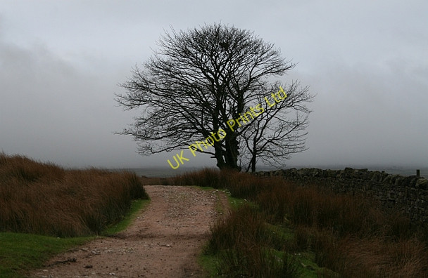 Photo 6"x4" Tree Beside The Settle To Carlisle Railway. Ribble Head\/SD7779 c2008