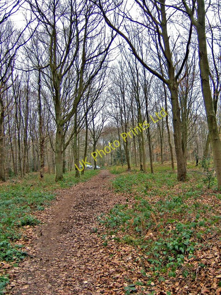 Photo 6"x4" Footpath in Wyre Forest Buttonoak c2008
