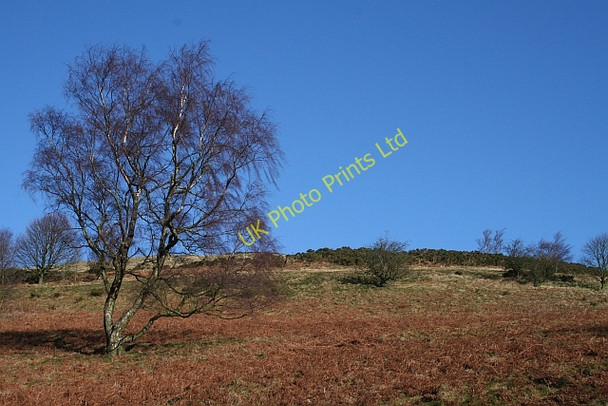 Photo 6"x4" Birch on North Hill Great Malvern c2008