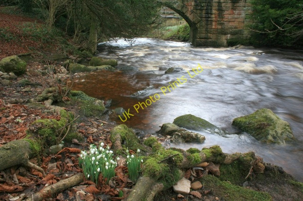 Photo 6"x4" Snowdrops and Marske Beck Clints\/NZ1000 c2008