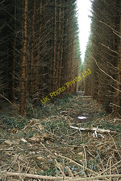 Photo 6"x4" Forest Gap Ardonald c2008