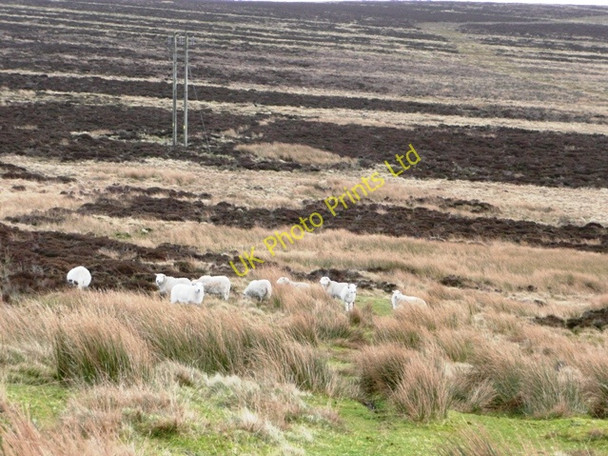 Photo 6"x4" Grazing on Mynydd Coety Blaenavon c2008