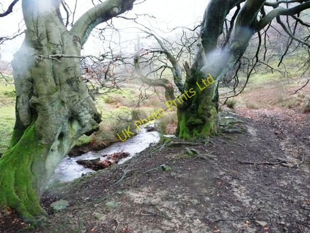 Photo 6"x4" Trees in Cwm Sychan Abersychan c2008