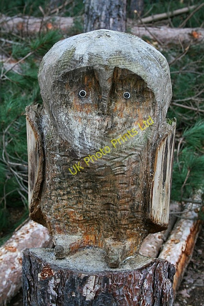 Photo 6"x4" Carved Owl in Haw Park Wood Cold Hiendley c2008