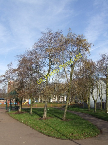 Photo 6"x4" Early Spring in Whitmore Reans Wolverhampton c2008