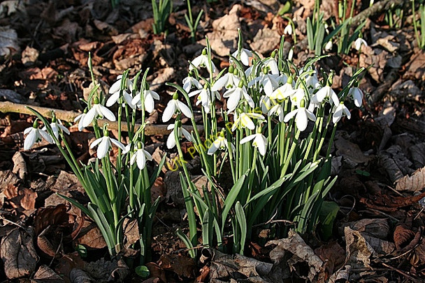 Photo 6"x4" Snowdrops (Galanthus nivalis) Banff\/NJ6864 c2008