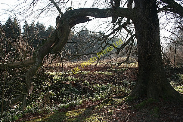 Photo 6"x4" Duff House Woods Banff\/NJ6864 c2008