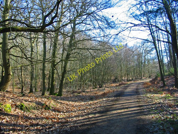 Photo 6"x4" Forest Track in Hasley Inclosure New Forest Hampshire Ogdens c2008